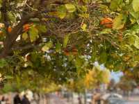 Golden Sands Escape✨