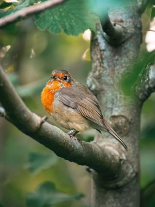 🦌🦅 Dartmoor National Park – A Wild Haven of Nature