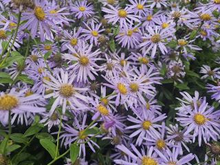 Claude Monet’s Garden at Giverny reaches peak 