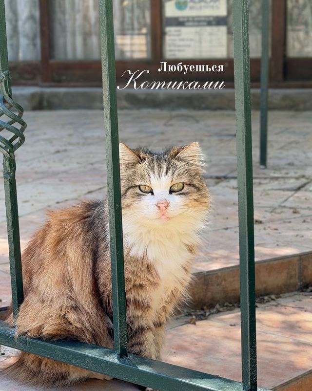 Из Стамбула на Острова на один день
