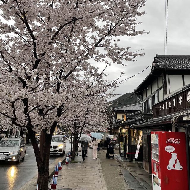 在京都🇯🇵嵐山坐小火車看雨櫻是什麼感覺？