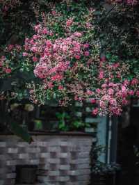 去紫薇瀑布下淋一場花雨🌸