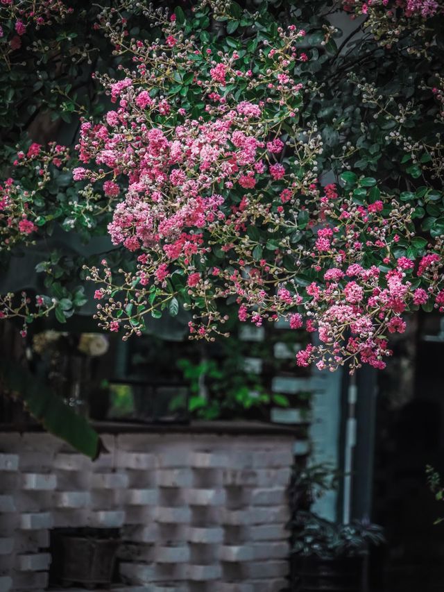 去紫薇瀑布下淋一場花雨🌸