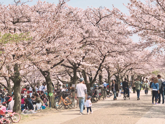 If there were no beautiful cherry blossoms in the world, where could spring hearts find leisure?