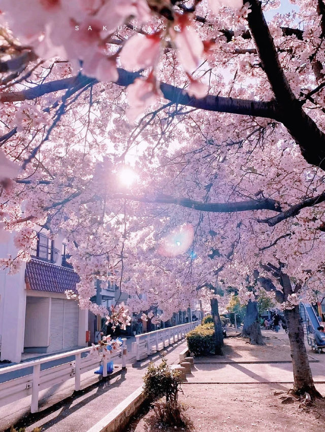 Latest cherry blossom viewing guide in Osaka, Japan, don't just go to Osaka Castle Park foolishly.