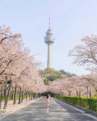 Daegu's cherry blossom viewing spots summary