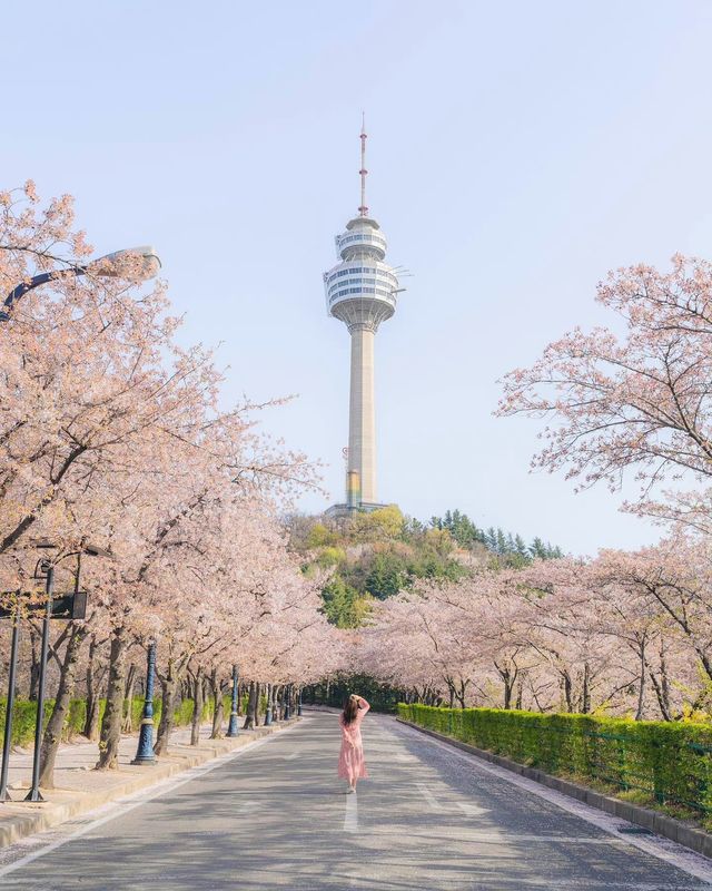 Daegu's cherry blossom viewing spots summary