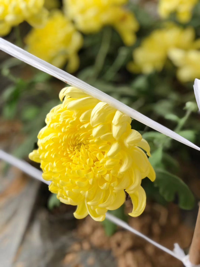 菊花宴——能吃的菊花讓人大開眼界
