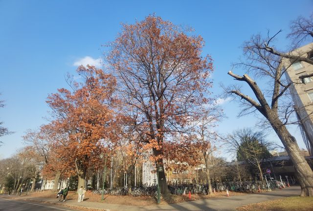 北海道大學校園—關不住的滿園秋色