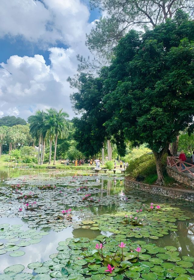 南寧市人民公園|周末相約睡蓮展