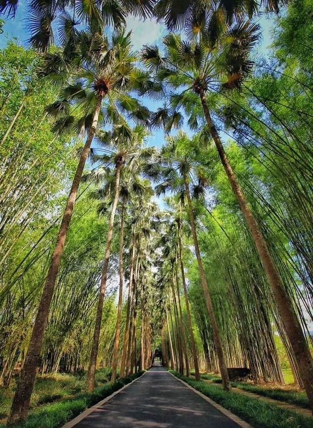 熱帶天堂，南國秘境～西雙版納