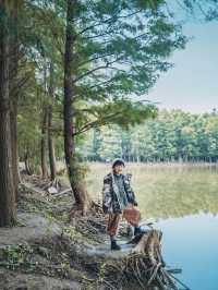 上海崇明島的秋色倒計時打卡攻略