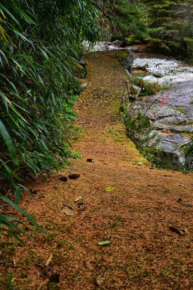 劍龍峽之抹茶小道