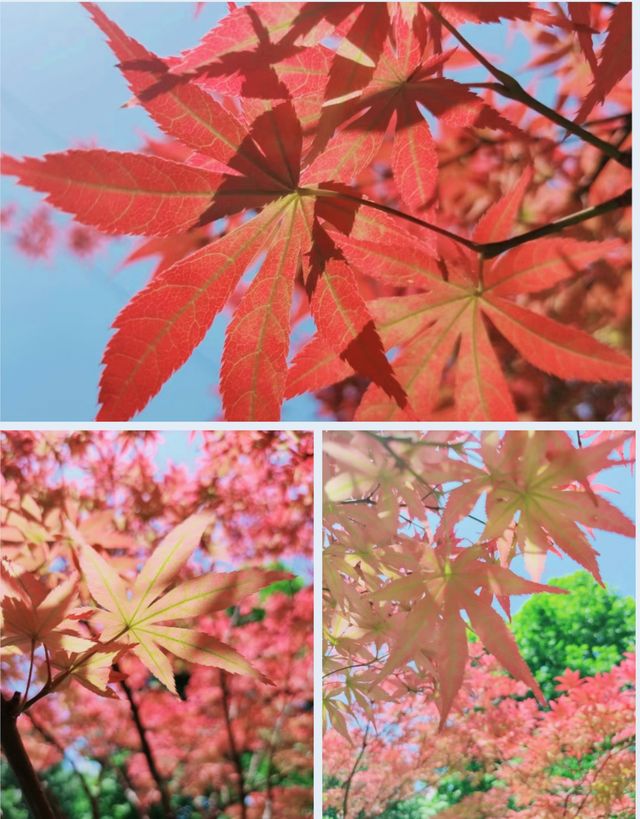 成都周邊遊！深秋看滿山紅葉