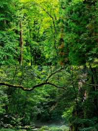 我願稱金鞭溪為綠光森林