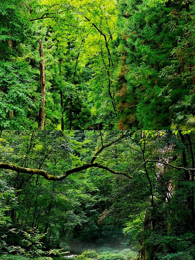 我願稱金鞭溪為綠光森林