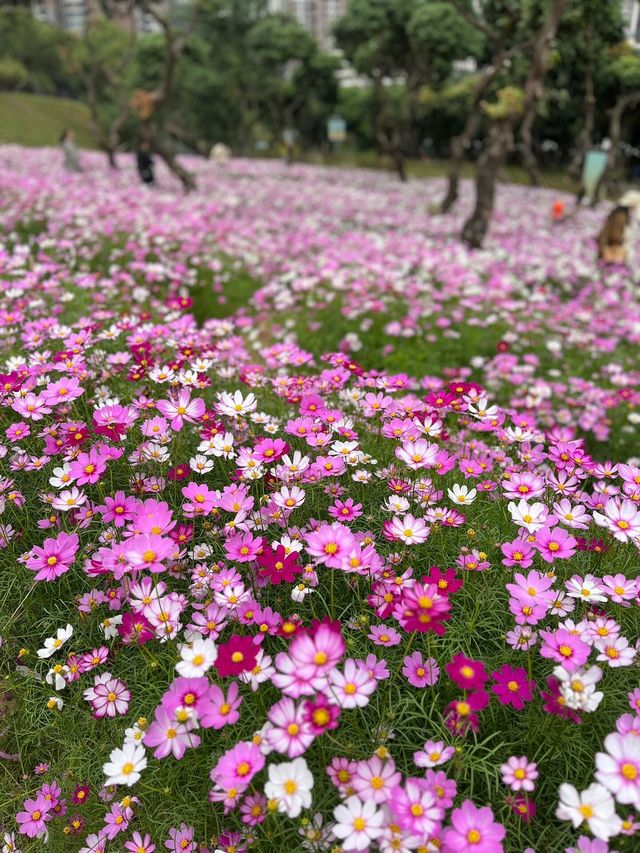 深圳西麗生態公園｜戶外溜孩子好去處