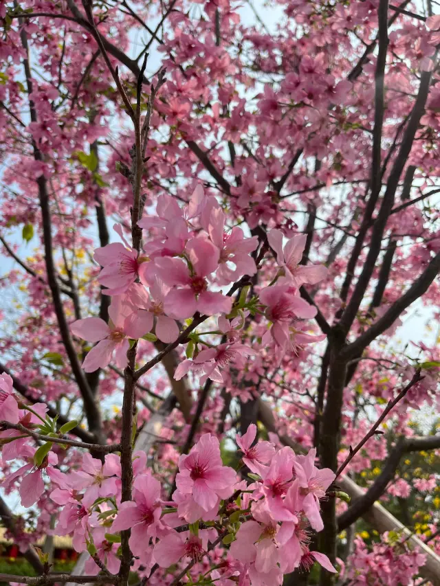 봄이 따뜻해지면 광저우에서 천적 벚꽃 유레 공원에 오세요