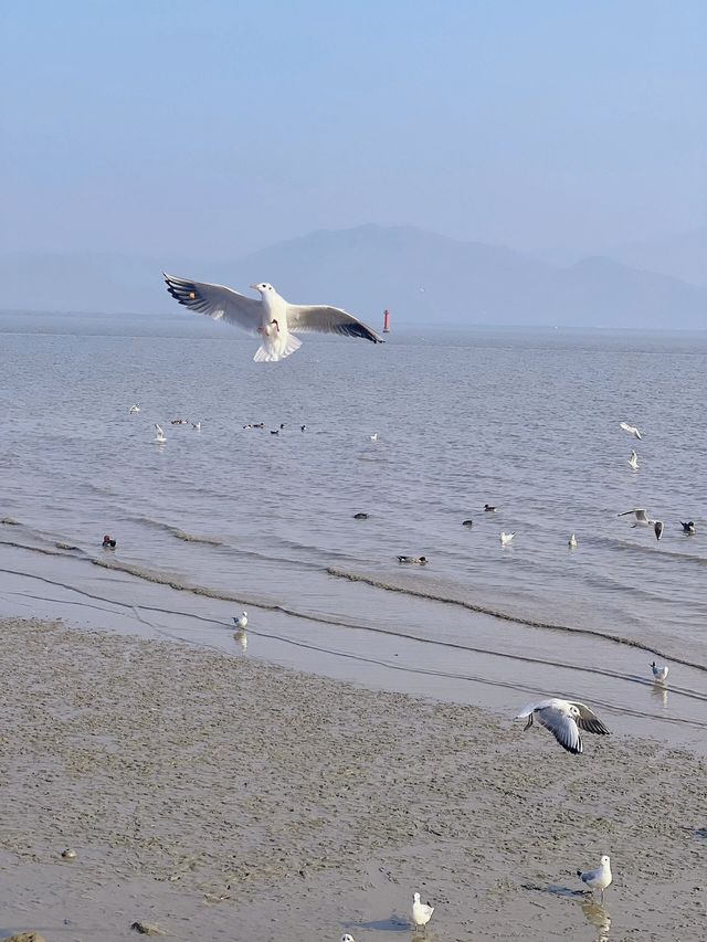 誰說深圳過年空城的，還有兩天，求人少的地方