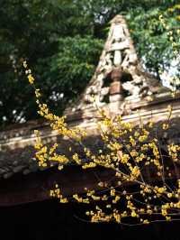 成都｜浣花溪公園的蠟梅開了