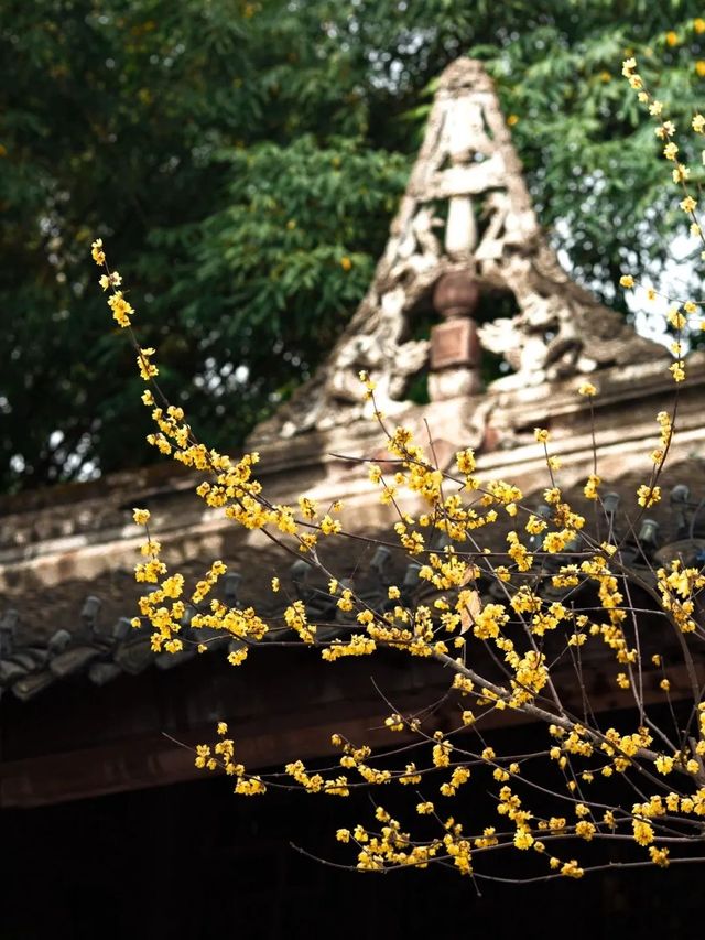 成都｜浣花溪公園的蠟梅開了