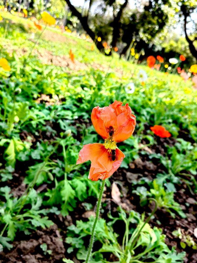 冬日暖陽，繁花似錦