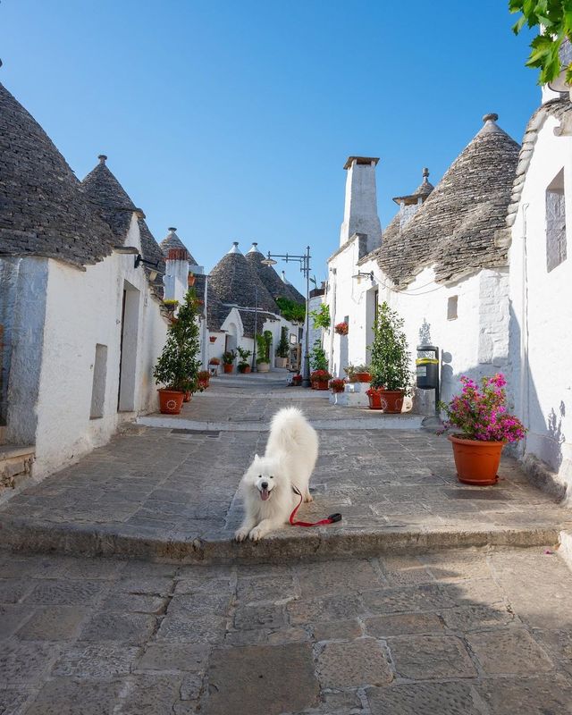 🐻‍❄️ Knock knock! Someone's home in Puglia, Italy - and it's amazing! 🌊🌸🏖️