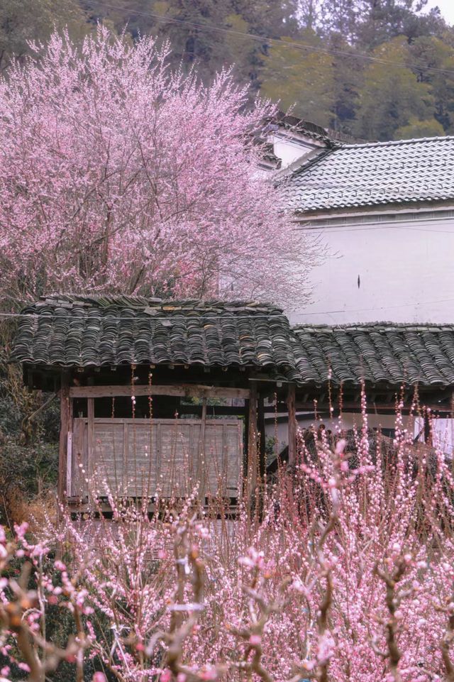 賣花漁村|美到失語的世外梅源安徽