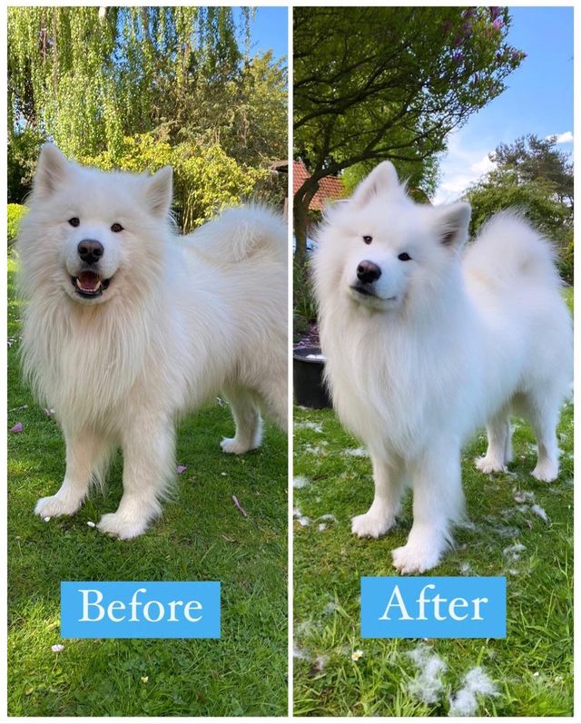 Floof Compilation: Our Epic Brushing Technique Revealed!