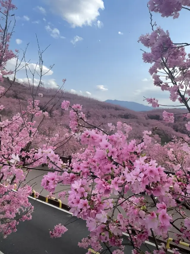 중국: 세계 삼대 벚꽃 감상 성지 중 하나인 복건에서 벚꽃 축제를 예약했어요