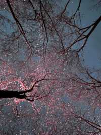 無錫｜又快到了3月鼋頭渚的櫻花季