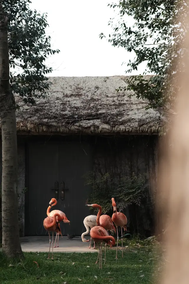 上海遛娃好地方動物園太治癒