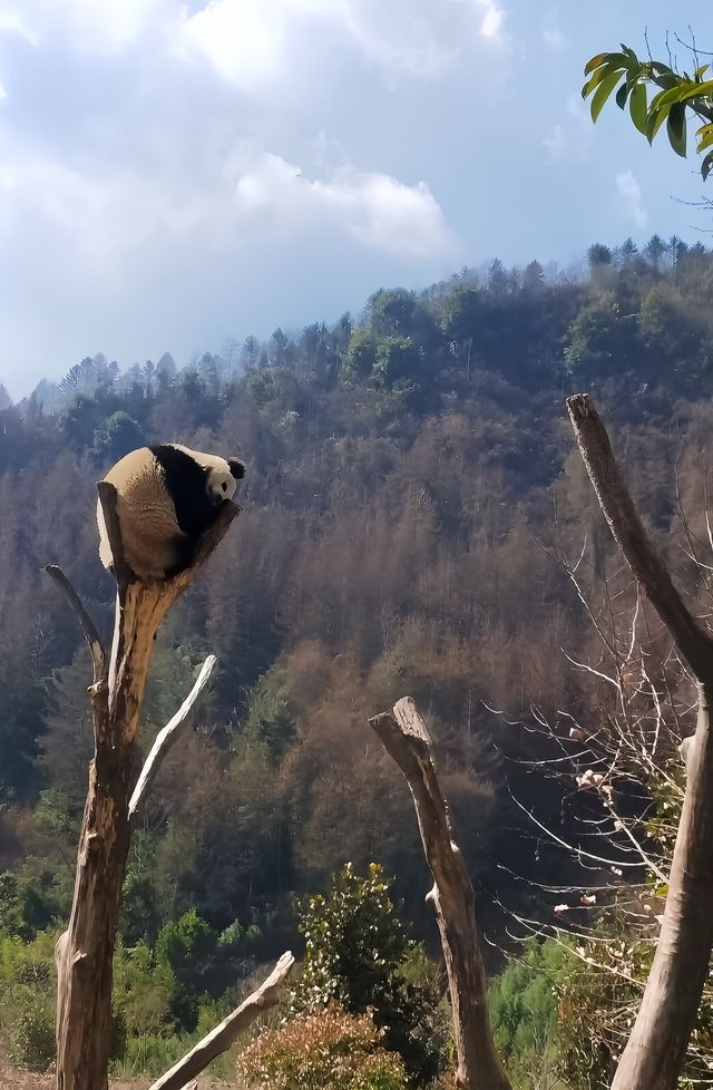 想要親眼見證熊貓，就去大熊貓的快樂故鄉吧！