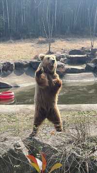 終於帶兒子來寧波野生動物園玩了