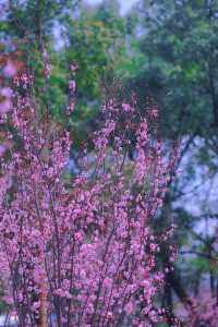 春天來啦！石峰公園後門櫻花園的早櫻已經悄悄盛開