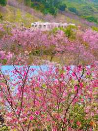 深圳！直達地鐵公交的秘密花園！九成九的人都不知道！