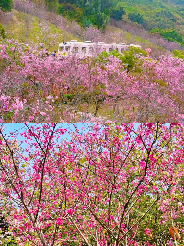 深圳！直達地鐵公交的秘密花園！九成九的人都不知道！