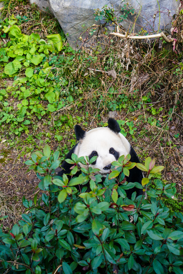 南京｜人為什麼那麼喜歡小動物呢？