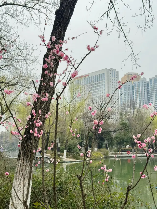 Hefei Park Notes | In February, Baohe writes the spirit of spring with plum cheeks and willow eyes