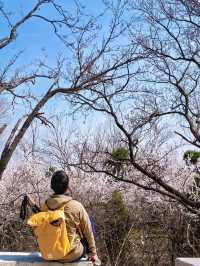 鄭州這個杏花山村快沖錯過再等一年