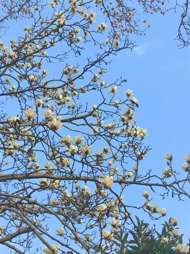 接下來的莫干山|是無數次的春和景明