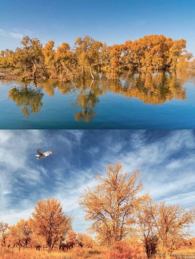 寶藏賞秋之旅紅色阿爾山拍照出片賞秋好去處