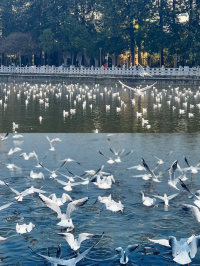 翠湖公園｜一年有四季，四季皆可於翠湖