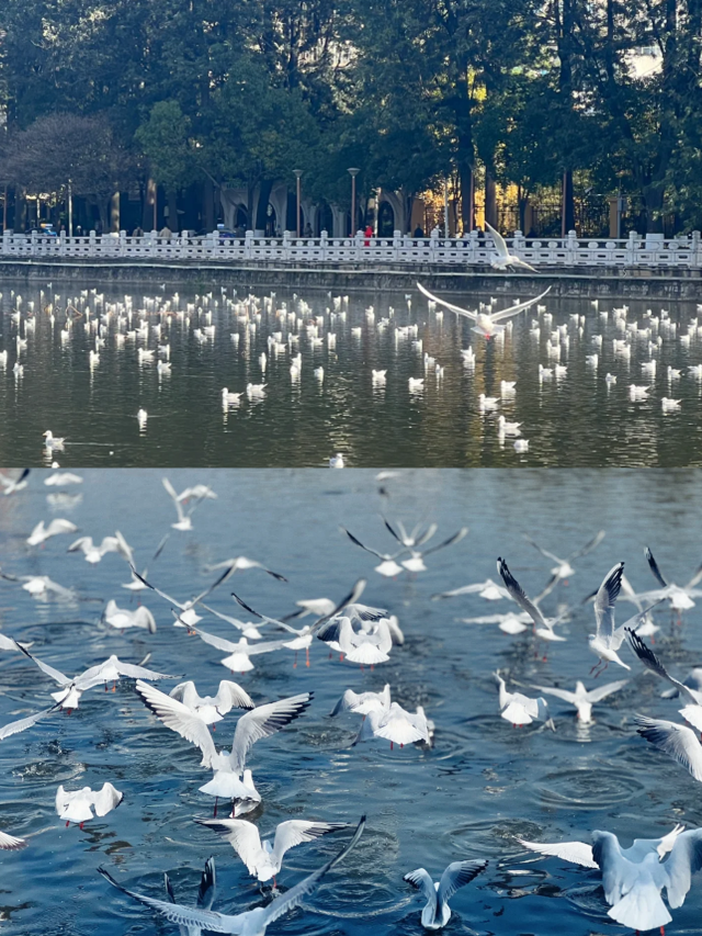 翠湖公園｜一年有四季，四季皆可於翠湖