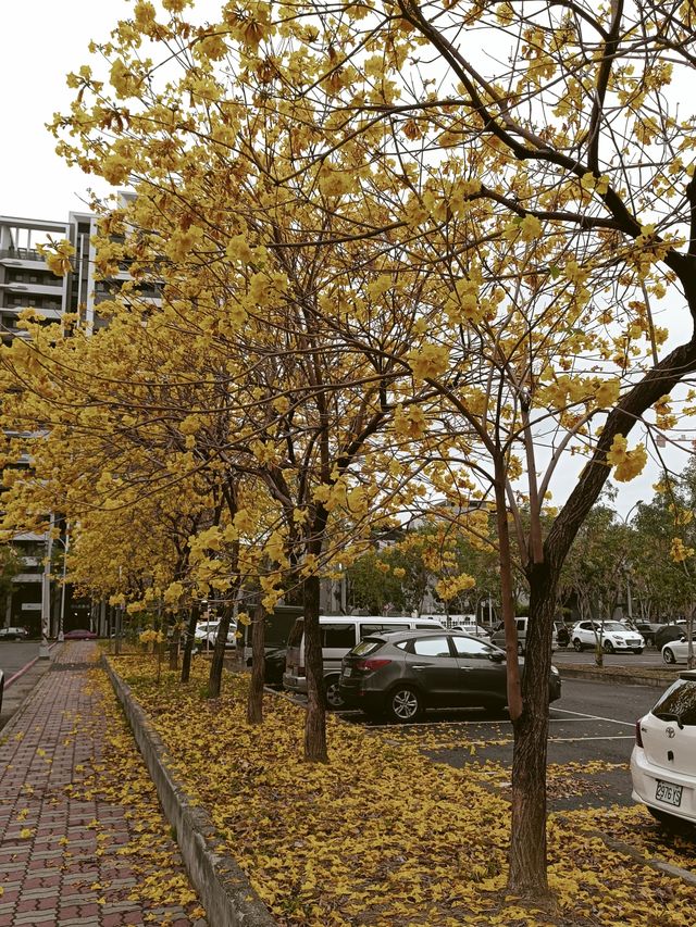 台中北屯黃色，粉色風鈴花