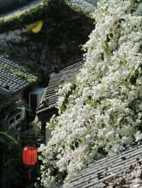 深圳賞花｜野蠻生長的三角梅在甘坑上房揭瓦啦