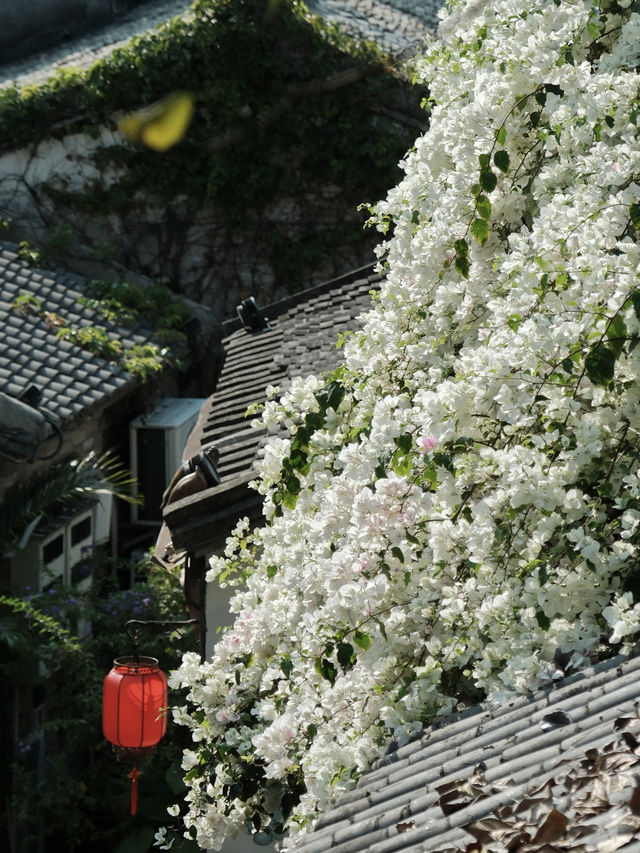 深圳賞花｜野蠻生長的三角梅在甘坑上房揭瓦啦