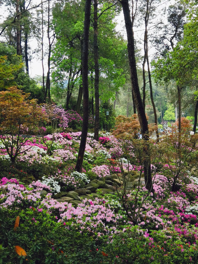 重慶周邊遊，一起去賞花吧～