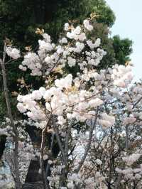 免費開放！上海賞花寶藏好去處