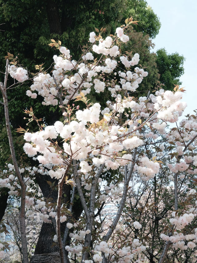 免費開放！上海賞花寶藏好去處